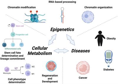 Editorial: Metabolism and Epigenetics